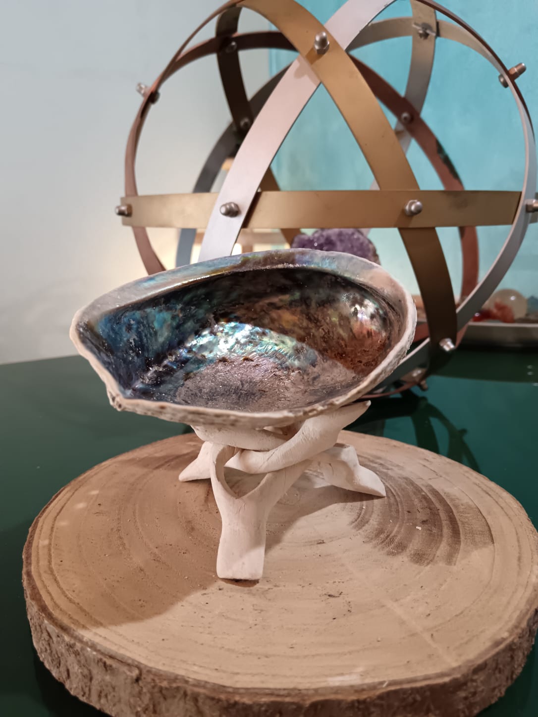 Abalone Paua Haliotis Iris per Smudge e Palo Santo