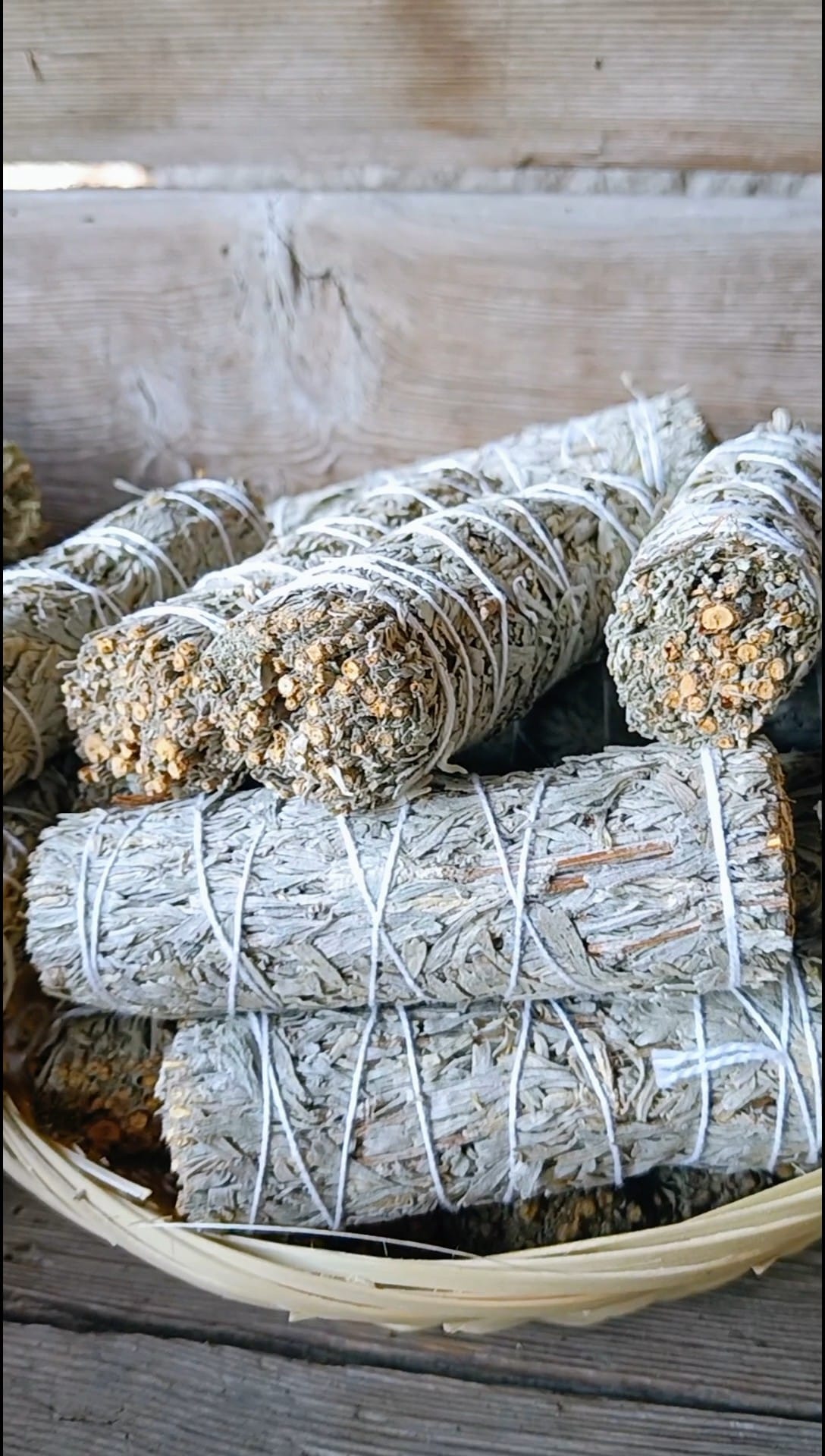 Smudge Salvia Shasta o Salvia Blu